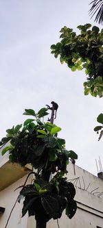 Low angle view of tree against sky