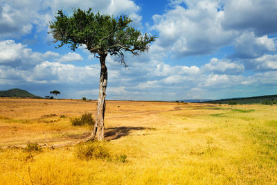 Trees on field against sky