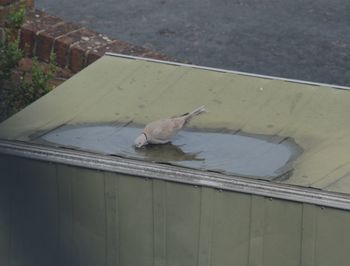 High angle view of bird perching on water