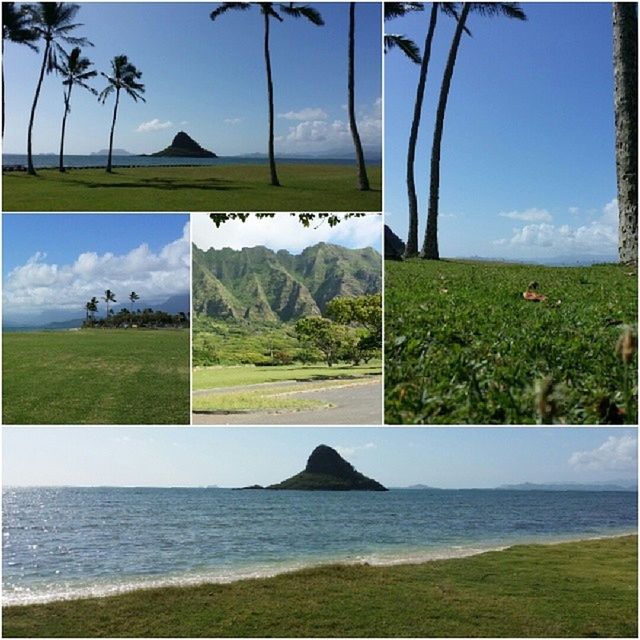 grass, sky, tranquil scene, water, tranquility, field, tree, scenics, beauty in nature, growth, nature, green color, landscape, sea, horizon over water, blue, grassy, cloud, beach, idyllic