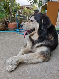 Dog looking away while sitting on potted plant