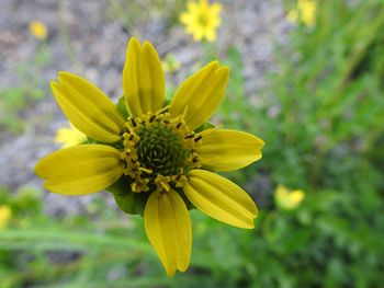 Close-up of yellow flower blooming outdoors