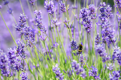 Close-up of bee pollinating on purple flowering plants