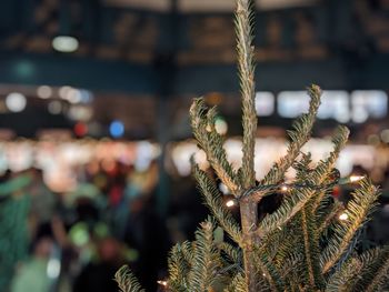 Close-up of christmas tree during winter