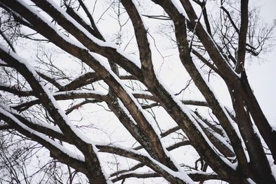 Low angle view of bare tree against sky in winter