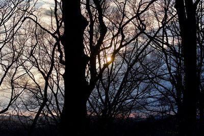 Low angle view of silhouette trees against sky