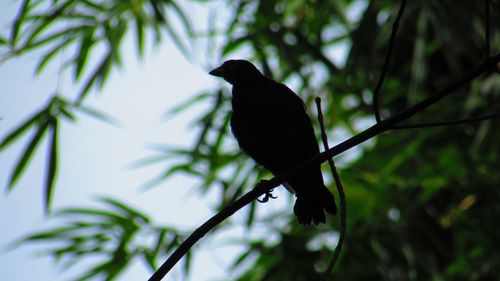 Low angle view of bird perching on branch