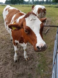 Cow standing in a field