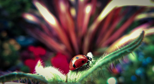 Close-up of ladybug on plant