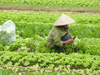 Man harvesting lettuce on field