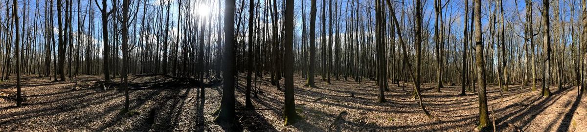 Pine trees in forest during winter