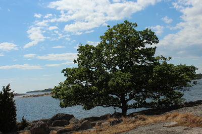 Tree by sea against sky