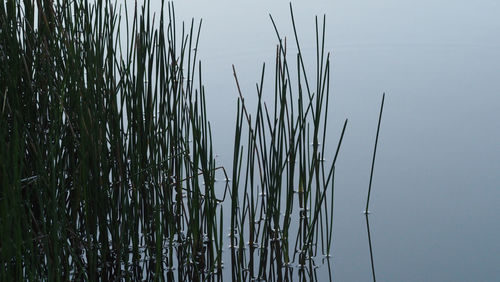 Close-up of grass in lake against sky