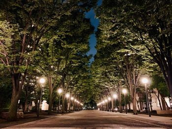 Illuminated street lights by trees in city at night