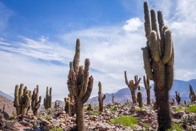 Cactus growing on field against sky