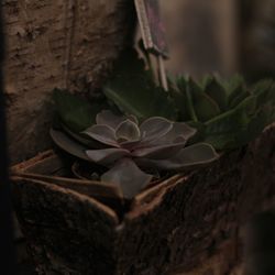 Close-up of flowering plant on tree trunk