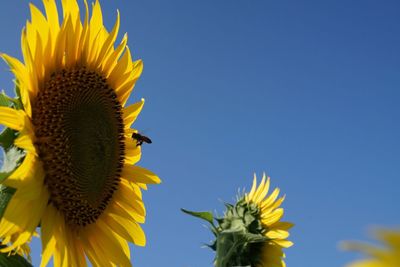 Close-up of bee on sunflower against clear sky