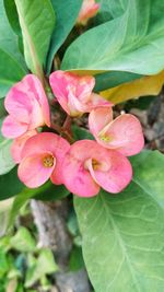Close-up of pink flowering plant