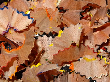 Close-up of multi colored wood