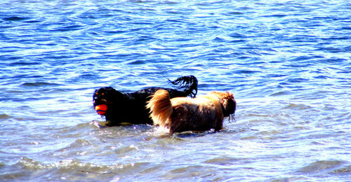 Horse swimming in lake