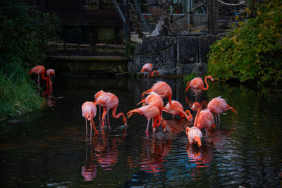 View of birds drinking water