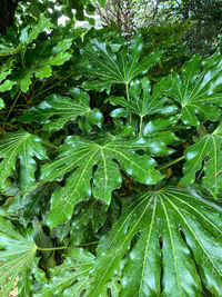 Full frame shot of raindrops on leaves