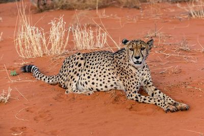 Cat lying down on land