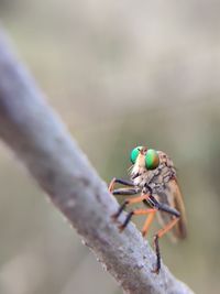 Close-up of insect on leaf