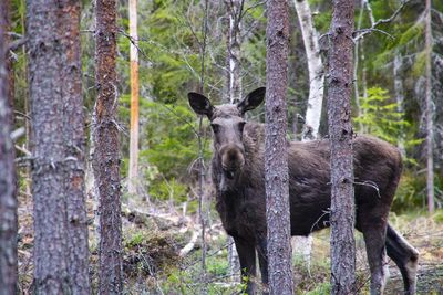 Portrait of horse in forest