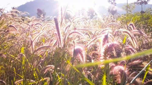 View of grass in field