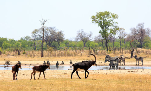 Herd of sable antelope walking across a field