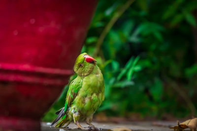 Close-up of parrot perching on leaf