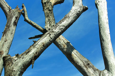 Low angle view of tree against sky