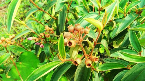 Close-up of fruit on tree