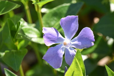 Close-up of purple flowering plant