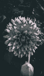 black and white