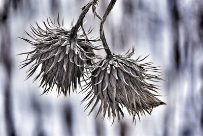 Close-up of flower in winter