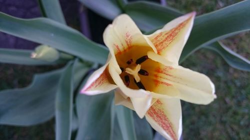 Close-up of white lily