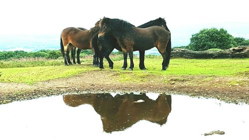 Horse walking on grassy field