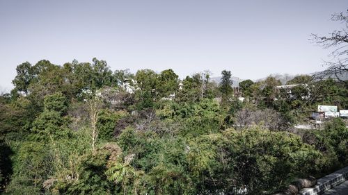 Plants and trees in forest against clear sky