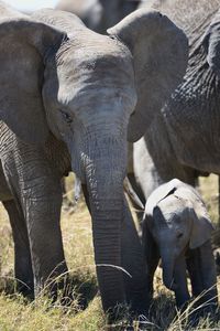 View of elephant on field