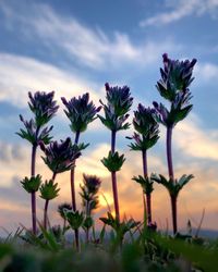 Close-up of flowering plants on field against sky