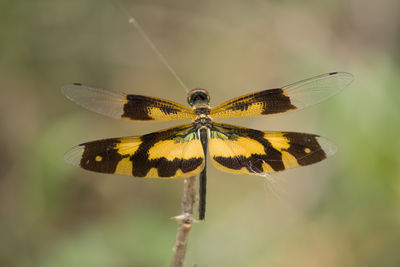 Close-up of butterfly pollinating flower