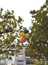 Low angle view of balloons on tree against sky