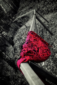 Close-up of red rose