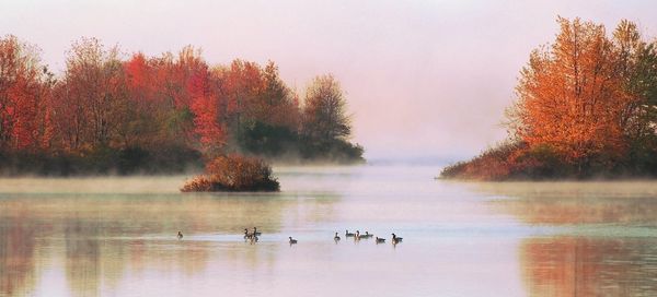 Ducks swimming in lake during autumn