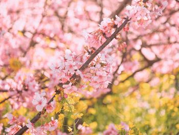 Close-up of pink cherry blossom tree