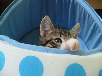 Close-up of cat