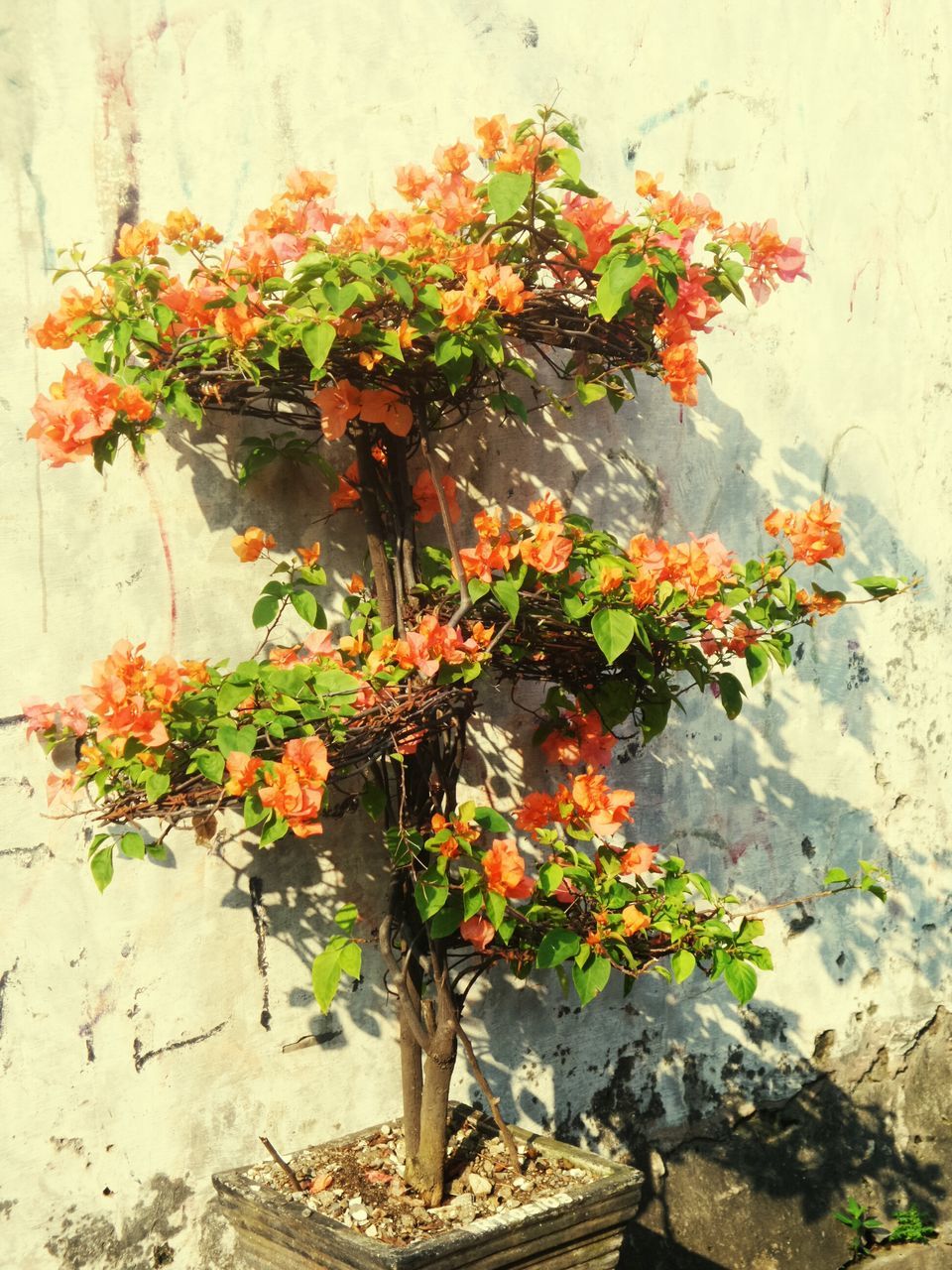 flower, plant, growth, wall - building feature, freshness, potted plant, fragility, orange color, red, leaf, nature, wall, growing, beauty in nature, petal, no people, built structure, day, outdoors, flower pot