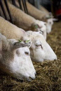 Cows in a farm